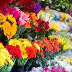 Große Auswahl an vielen bunten Blumen Immer frische und Blumen für Blumensträuße und mehr.